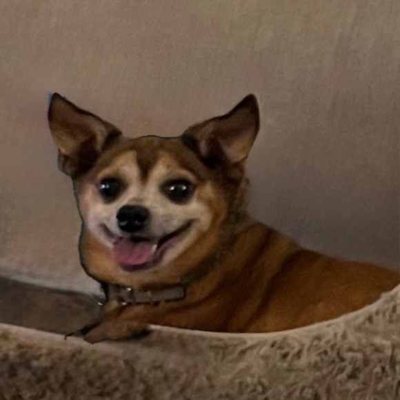 Custom Pet Portrait Commissions - Picture 3 of 3